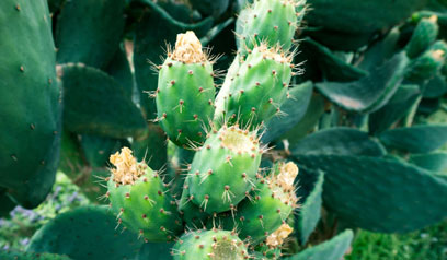 A cactus plant.